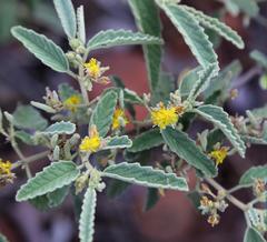 Corchorus kirkii
