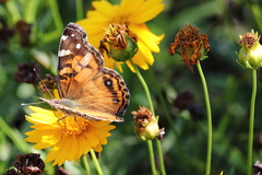 Vanessa virginiensis