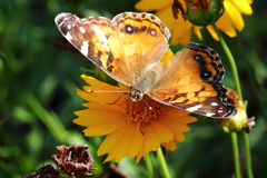 Vanessa virginiensis