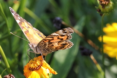 Vanessa virginiensis