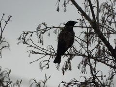 Molothrus bonariensis