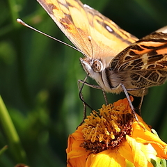 Vanessa virginiensis