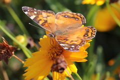 Vanessa virginiensis