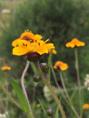 Tridax trilobata