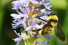 Bombus pensylvanicus