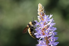 Bombus pensylvanicus