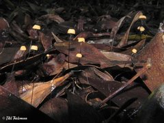 Marasmius bulliardii