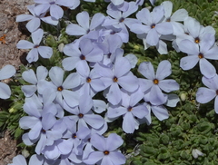 Phlox condensata