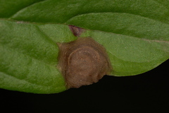 Parallelodiplosis subtruncata