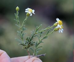 Felicia bechuanica