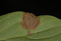 Parallelodiplosis subtruncata