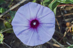 Ipomoea trifida
