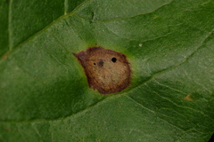 Parallelodiplosis subtruncata