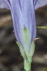 Ipomoea trifida