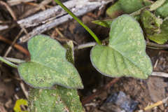 Ipomoea trifida