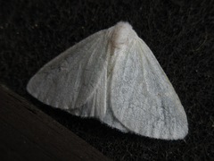 Arctornithini