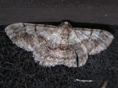 Satoblephara parvularia