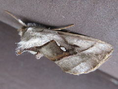 Macdunnoughia purissima
