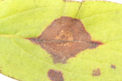 Parallelodiplosis subtruncata