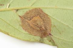 Parallelodiplosis subtruncata