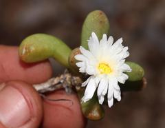 Delosperma esterhuyseniae