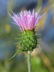 Cirsium wheeleri