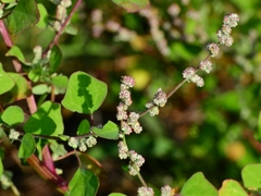 Chenopodium fremontii