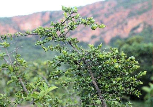 Soutpansberg Wild-Medlar (Vangueria soutpansbergensis)