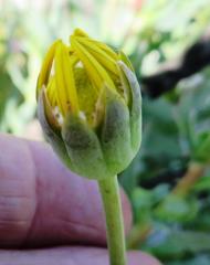 Othonna coronopifolia