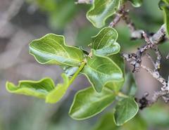 Vangueria soutpansbergensis