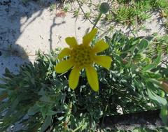 Othonna coronopifolia