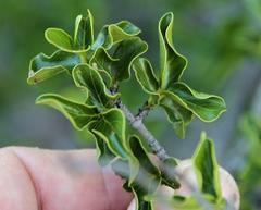 Vangueria soutpansbergensis
