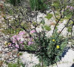 Othonna coronopifolia