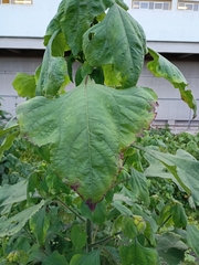 Tithonia tubaeformis