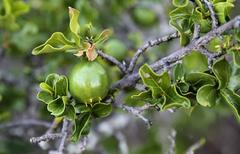 Vangueria soutpansbergensis