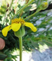 Othonna coronopifolia