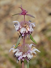 Monarda citriodora austromontana