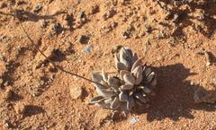 Crassula namaquensis