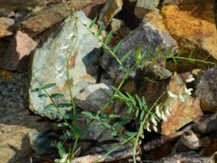 Vicia pulchella