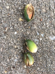 Quercus virginiana