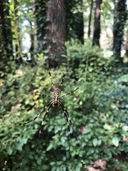 Trichonephila clavata