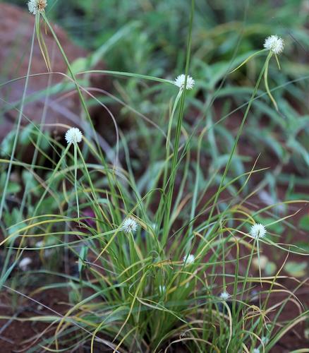 White Flat-Sedge