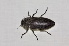 Merimna atrata