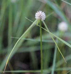 Cyperus cristatus