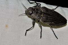Merimna atrata