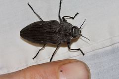 Merimna atrata