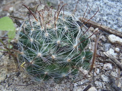 Mammillaria barbata