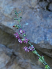 Silene scouleri