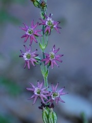 Silene scouleri