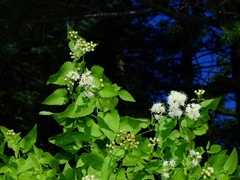 Ageratina herbacea
